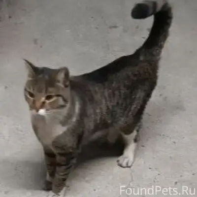 Найдена кошка.Ухоженная, видно...