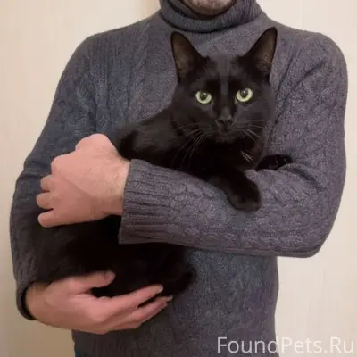 🐈‍⬛Гера - молотой кот 1 -1,5.....