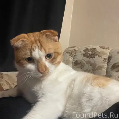 Пропал кот, район военного гор...