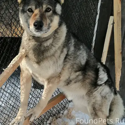 Сбежал пёс. Район стадиона - у...