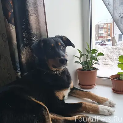 Пропал щенок кличка Джек, в ра...