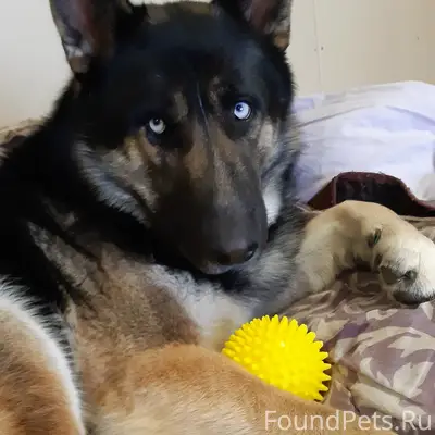 Потерялась собака по кличке Ар...