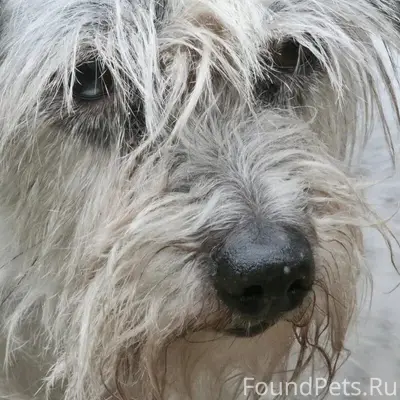 ‼️🐕 На Старой Кукковке потерял...