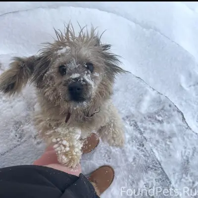 Белгород Потерялась собака по ...