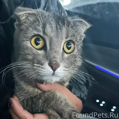 Найдена кошка на московском шо...