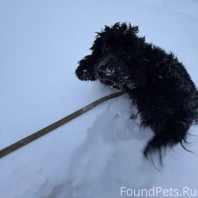 Убежала собака Если кто-то вст...