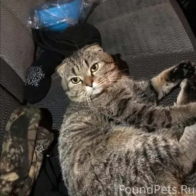 Помогите найти! Пропал кот! г....