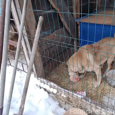 Срочно ищем хозяев или любую и...