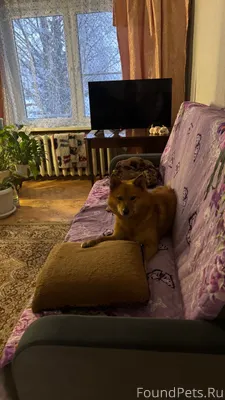 Пропала собака 2 февраля. Прос...