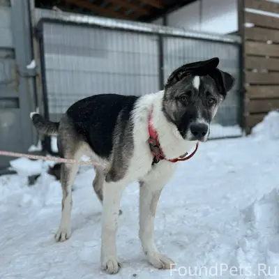 Найдена собака, метис, молодой...