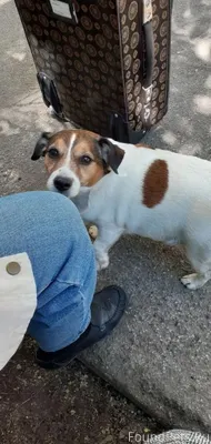 Потерялась собака, Джек Рассел...