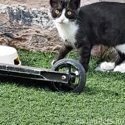 Мкр.Лебеди пропала кошка(Бюся)...