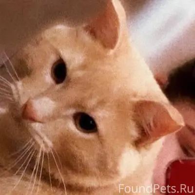 Пропал.кот.зовут.симба.уже.нет...
