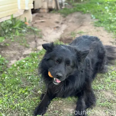 Потерялась собака! Кличка «Чёр...