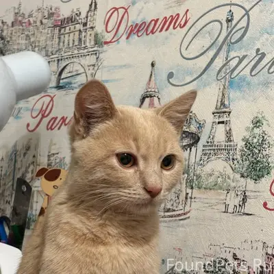 ПОТЕРЯЛСЯ ЛЮБИМЫЙ КОТЁНОК!—ВОЗ...