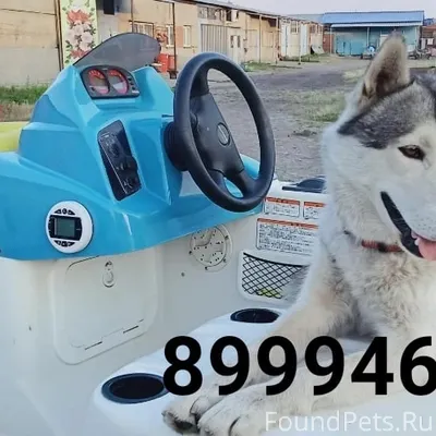 Сбежал пёс, хаски. Территориал...