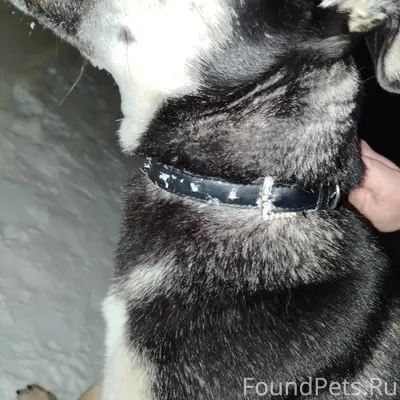 Увязалась собака, в районе сид...