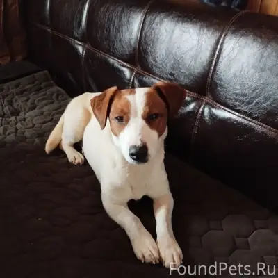 Найдена собака. Село Северское...