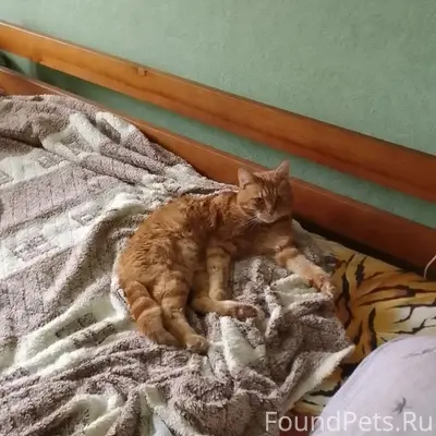 Хозяин,найтись!!!! 13.02 днем ...