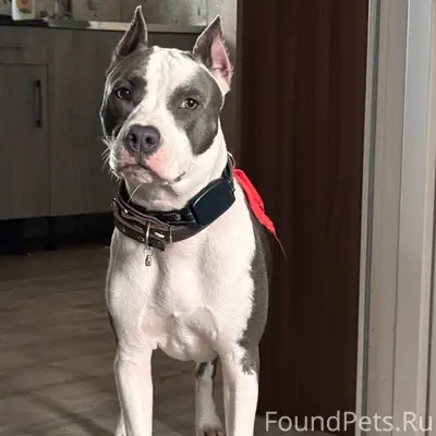 Пропала годовалый стаф 13 февр...