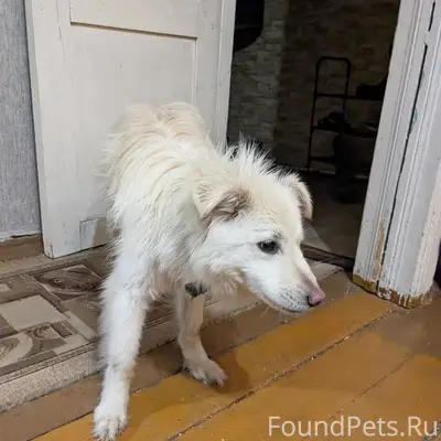 Найден пёс, на ул. Юбилейная. ...