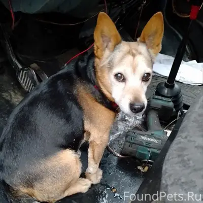 Добрый день.Найдена собака,дом...