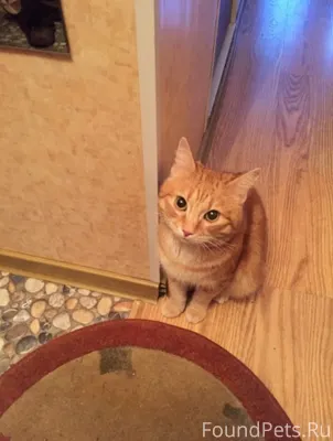 13 февраля был найден кот на.....