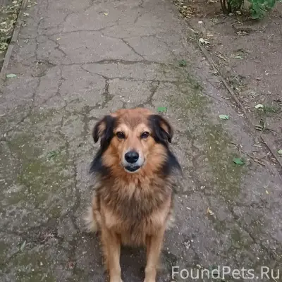 Пропали две любимые всеми соба...