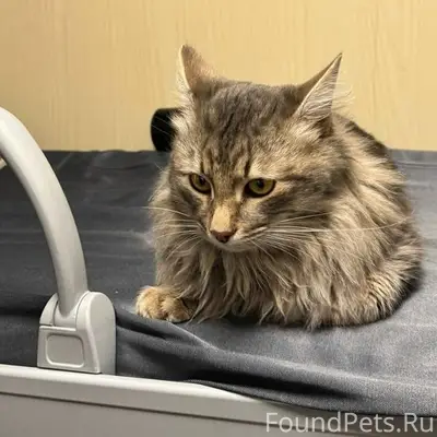 Девять дней сидел в кустах, в....