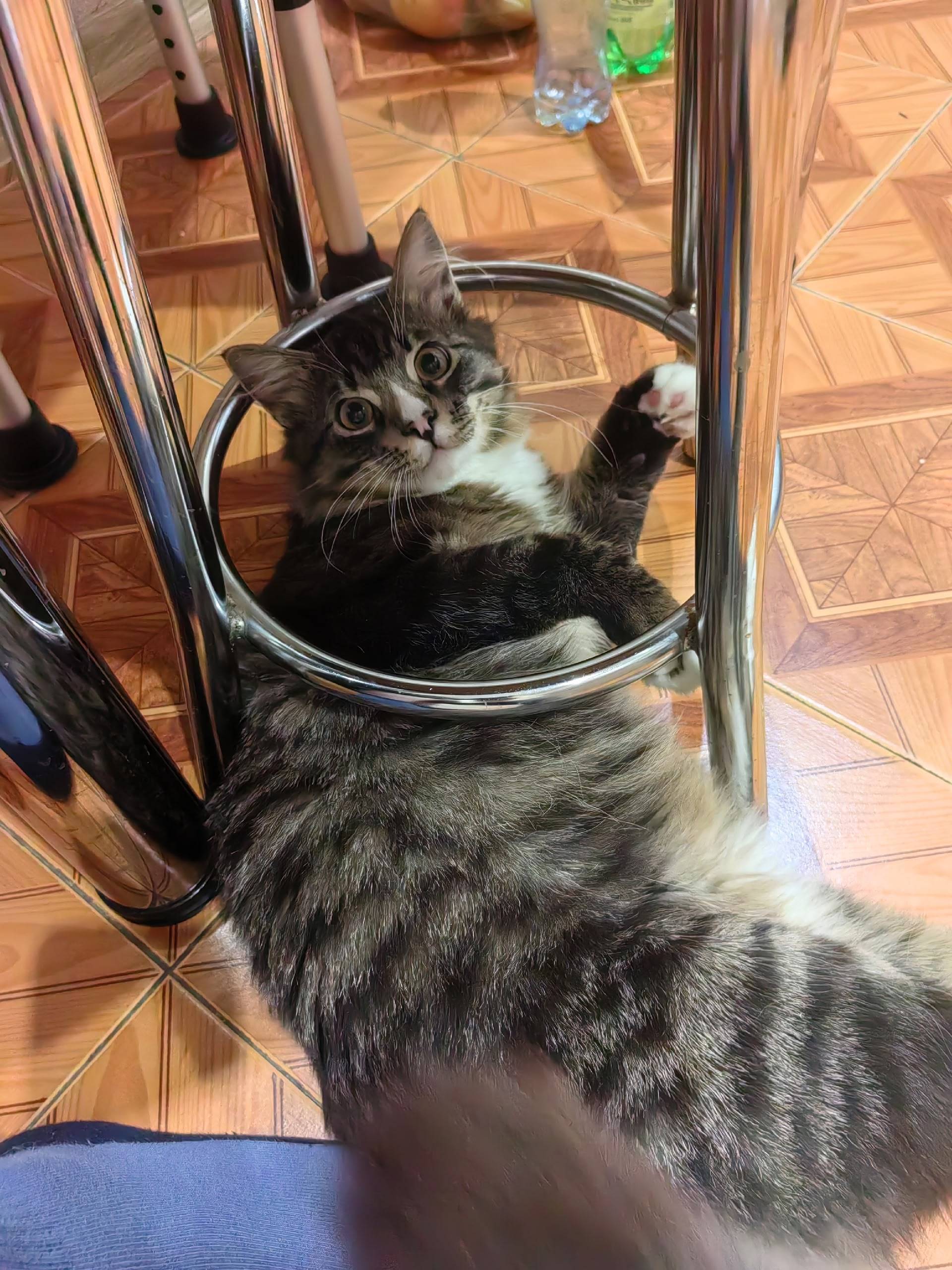 Пропал котёнок, отзывается на ...