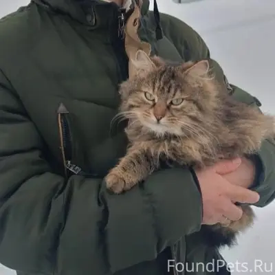 Пропал кот в с. Поляны, в...