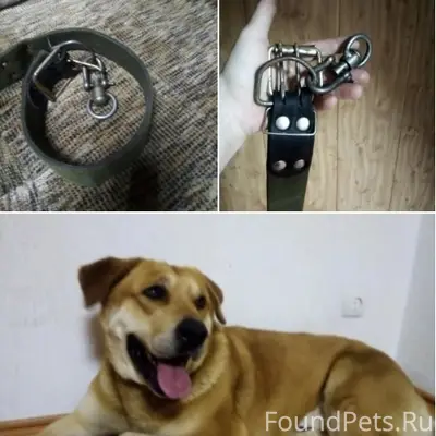 Найдена собака напротив Пионер...