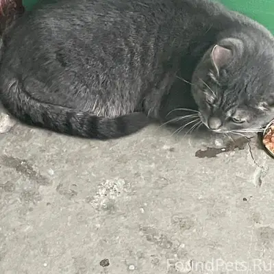 Хозяин, найдись! Чей кот? Дом ...