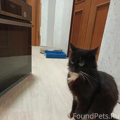 Пропал кот. Уже неделю нет. Зо...