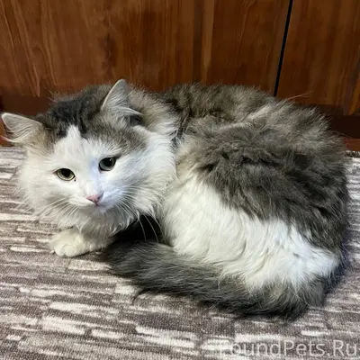 🐾❗ Пропал кот в селе Приволжск...