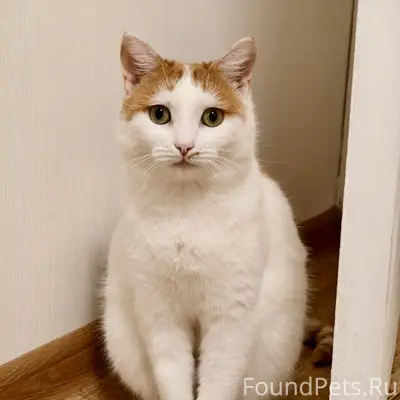 🆘 ПРОПАЛА КОШКА 12 февраля убе...