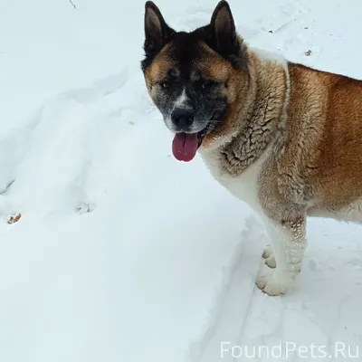 В лесу напротив 11 кв, район.....