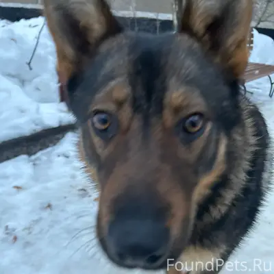 Потерялся собака в Ступино ище...