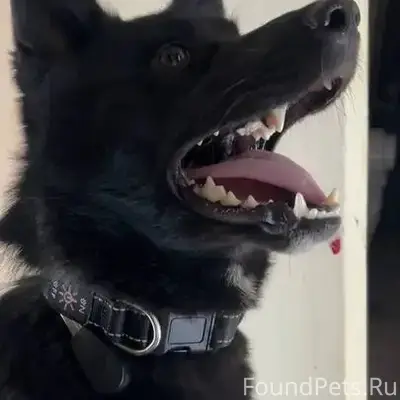 НАЙДЕНА СОБАКА Чёрный кобель с...