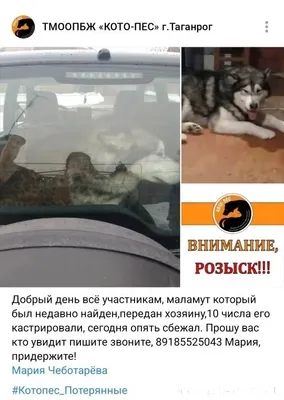 Здравствуйте. Маламут из поста...