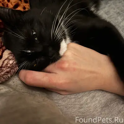 Пропала кошка в районе Никитин...