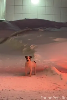 В районе аптеки найдена собака...