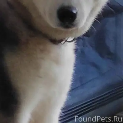 Пропала собака хаски черно-бел...