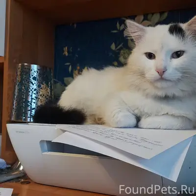 ‼️Пропал кот по кличке " Кокос...