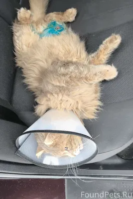 Недавно тут у меня пропал кот....