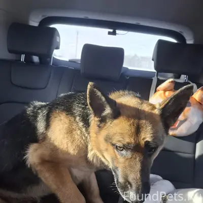 В Зоркальцево найдена собака. ...