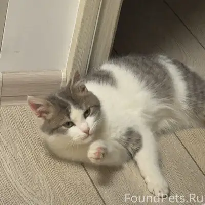 Пропал серо-белый котенок, на ...