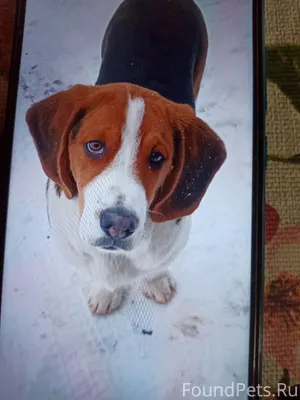 Потерялся щенок эстонской гонч...