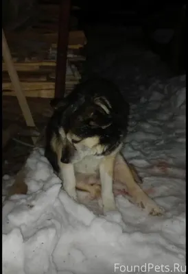 Найдена собака в Сылвенске по ...