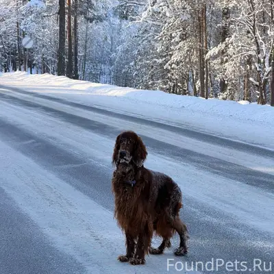 Выборг 🆘🆘🆘🆘🆘🆘🆘🆘🆘РЕПОСТ. Если к...